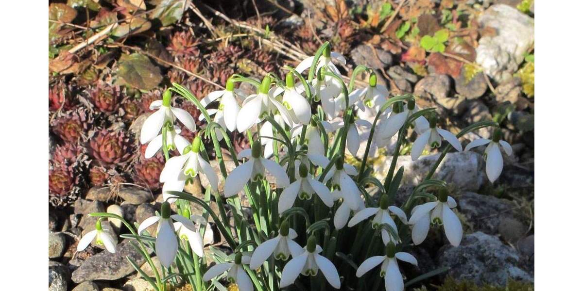 Grundstück Steinenbronn - 90.000&euro; | Angebot:25698215