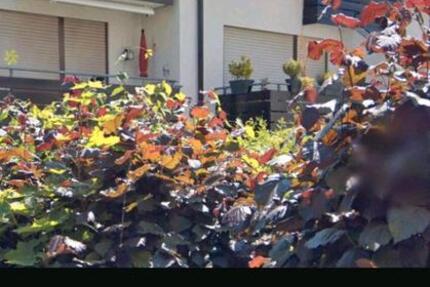 Studio Wohnung Gerlingen 42 qm kaufen oder evtl mieten 1 zimmer