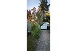 Bungalow Neuhausen - 3 Zimmer, 70 m&sup2;, 320.000&euro; | Angebot:26522170