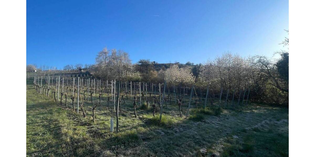 Grundstück Vaihingen an der Enz Vaihingen - 6.443&euro; | Angebot:23983981