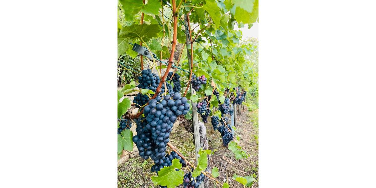 Grundstück Stuttgart Bad Cannstatt - 25&euro; | Angebot:26101804