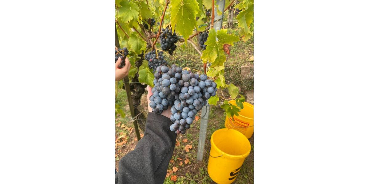 Grundstück Stuttgart Luginsland - 100&euro; | Angebot:24446503