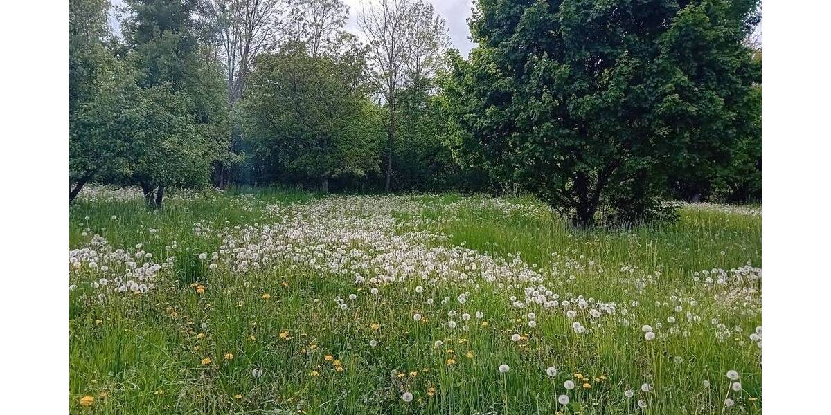 Grundstück Schorndorf - 16.000&euro; | Angebot:25815483