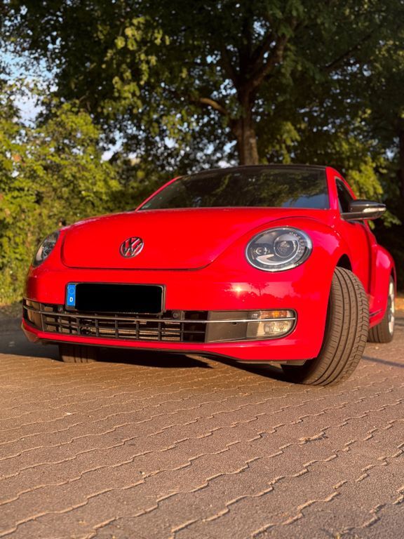 Beetle