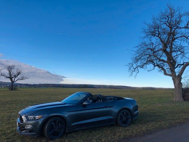 Mustang