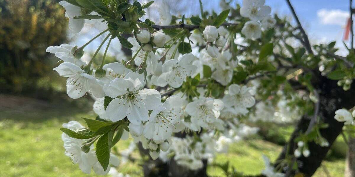 Grundstück Ludwigsburg Oßweil - 100.000&euro; | Angebot:26704463