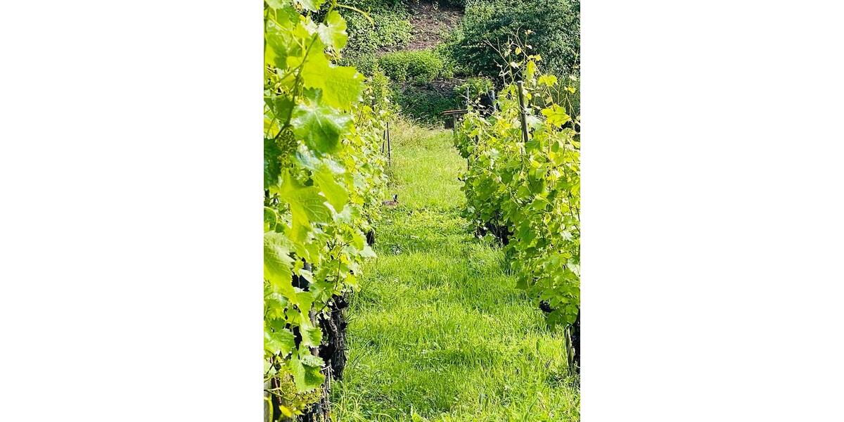 Grundstück Stuttgart Luginsland - 100&euro; | Angebot:24446503