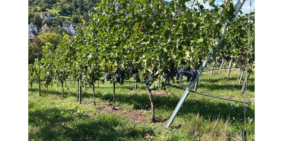 Grundstück Stuttgart Hedelfingen - 112&euro; | Angebot:26313429
