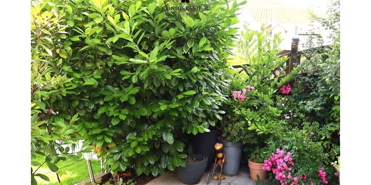 Weinberge vor der Haustür - so macht Wohnen Freude 4 zimmer