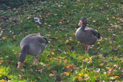 Haus zum Kaufen in Stuttgart 321.000 € 93 m² 3.5 zimmer