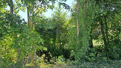 SCHÖN IM GRÜNEN zimmer