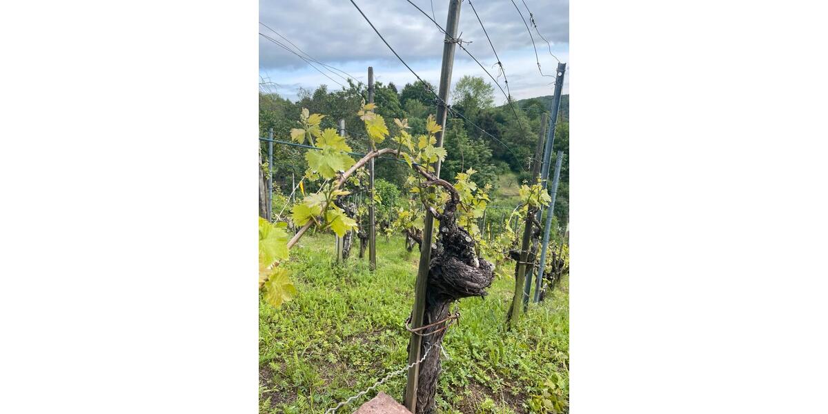 Grundstück Stuttgart Luginsland - 100&euro; | Angebot:24446503