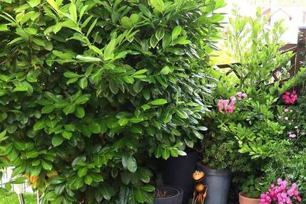 Sportliche Bewegung statt Gartenarbeit