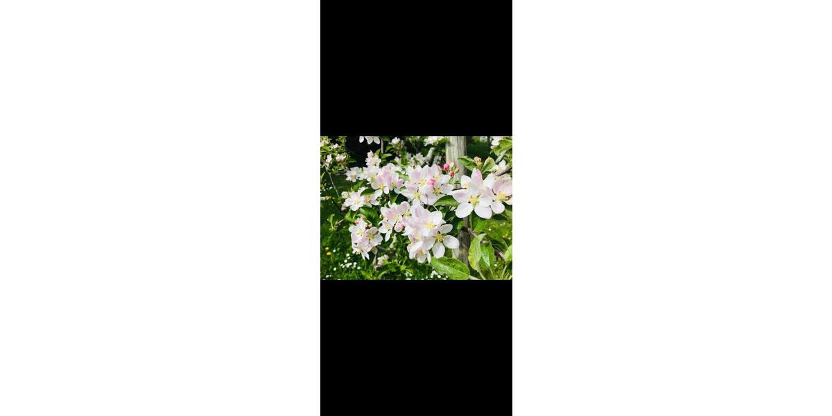 Grundstück Stuttgart Lehen - 100&euro; | Angebot:22303411