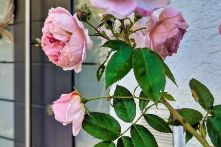 Exklusives Reihenendhaus mit großzügigem Außenbereich - Einziehen 7 zimmer