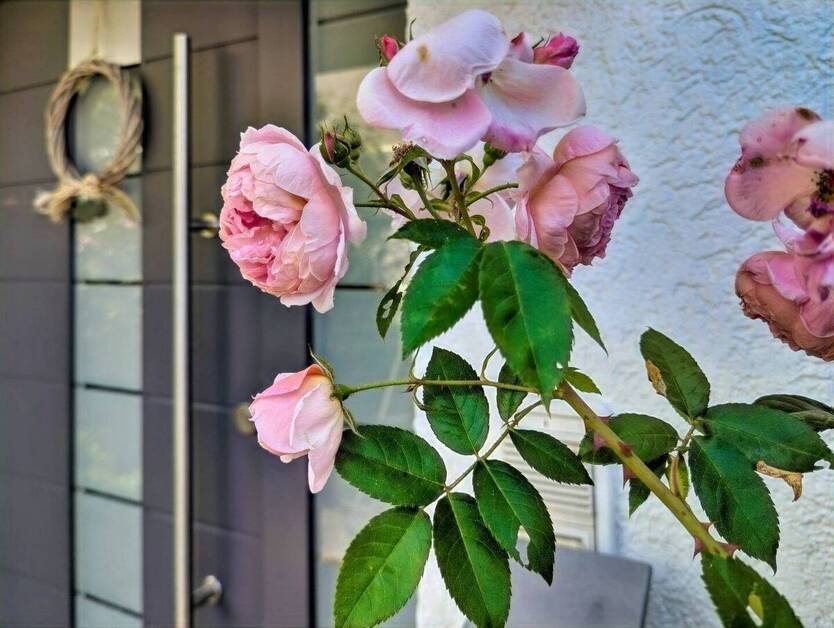 Exklusives Reihenendhaus mit großzügigem Außenbereich - Einziehen 7 zimmer