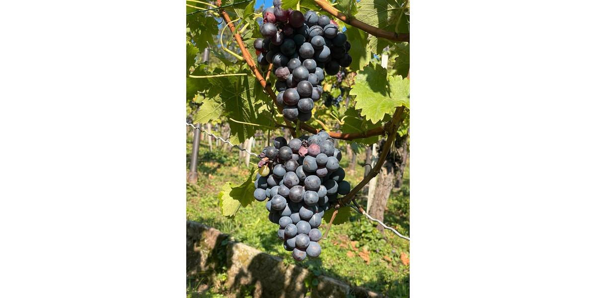 Grundstück Stuttgart Luginsland - 100&euro; | Angebot:24446503