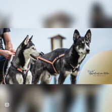 Kleine Husky-Auszeit Althütte