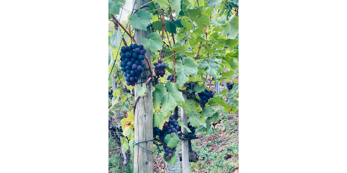 Grundstück Stuttgart Luginsland - 100&euro; | Angebot:24446503